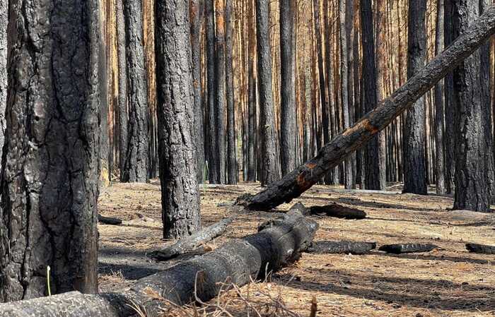 Понад чверть скоєних росіянами екологічних злочинів припадає на Харківщину